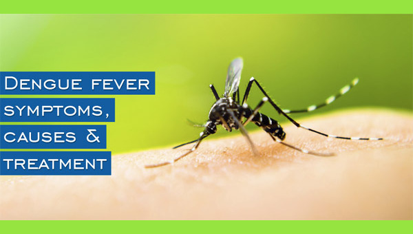 Dengue Fever: Symptoms, Prevention, and Treatment